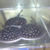 King Henlei Stingray For Sale King Henlei Stingray For Sale - Potamotrygon henlei