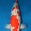Kohaku Koi Female Fish For Sale Online