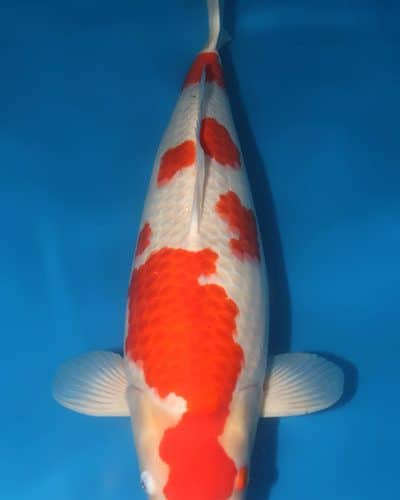 Kohaku Koi Female Fish For Sale Online