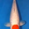 Long Fin Kohaku Koi for Sale Online