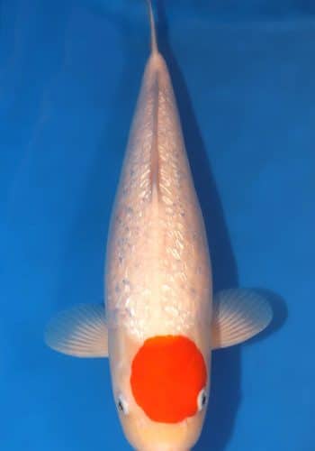 Long Fin Kohaku Koi for Sale Online