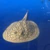 Male – Albino Stingray Pearl For Sale