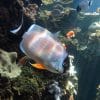 Masked Angelfish Genicanthus personatus For Sale Online