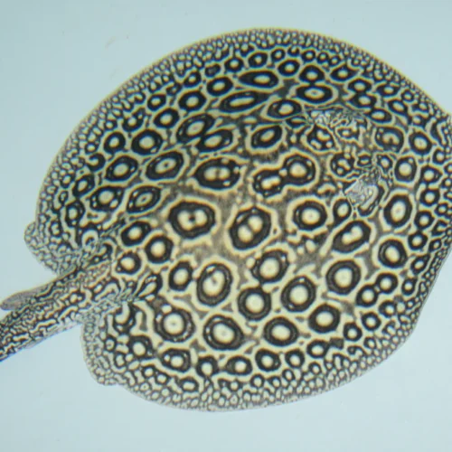 Male - Stingray Pearl For Sale Online Male - Stingray Pearl For Sale Online