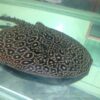 Male - Stingray Pearl For Sale Online Male - Stingray Pearl For Sale Online