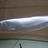 silver arowana for sale
