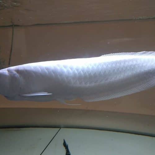 silver arowana for sale