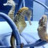 Potbelly Seahorse for Sale: Pair Hippocampus abdominalis