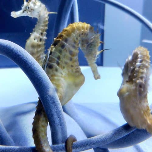 Potbelly Seahorse for Sale: Pair Hippocampus abdominalis