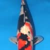 Showa Koi Female Fish For Sale Online