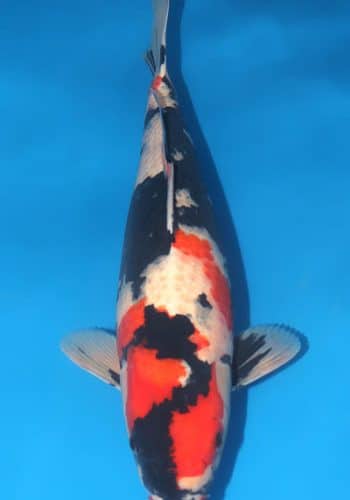 Showa Koi Female Fish For Sale Online