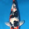 Showa koi For Sale Online