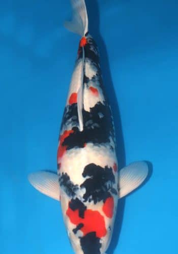Showa koi For Sale Online
