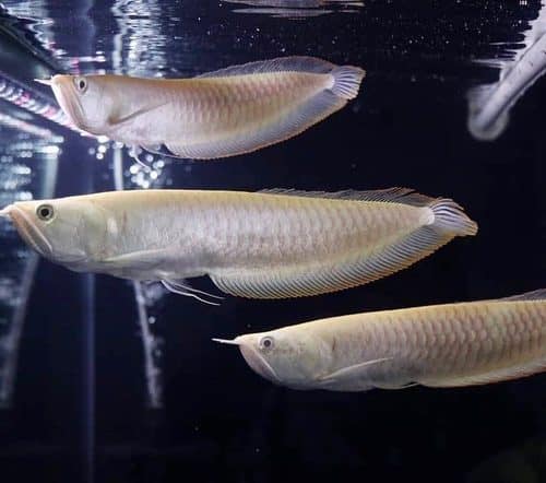 Silver Arowana For Sale online