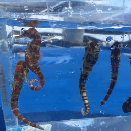 Spikey Seahorse Pair For Sale