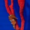 Sunburst Seahorse Orange Special For Sale