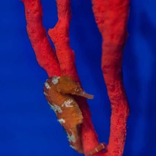 Sunburst Seahorse Orange Special For Sale