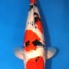 Taisho Sanke Koi 21.26 inch For Sale Online