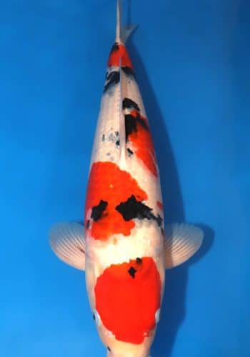 Taisho Sanke Koi 21.26 inch For Sale Online