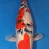 Taisho Sanke Koi 22.83 inch Fish For Sale