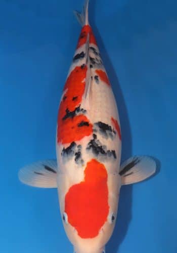 Taisho Sanke Koi 22.83 inch Fish For Sale