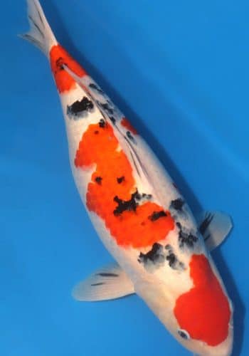 Alternative view of Taisho Sanke Koi 22.83 inch Fish For Sale