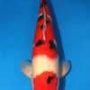 Taisho Sanke Koi Fish For Sale