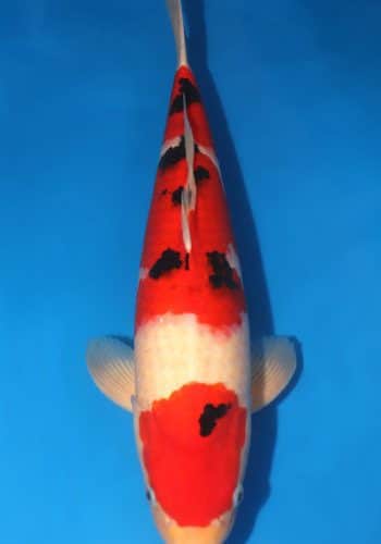 Taisho Sanke Koi Fish For Sale