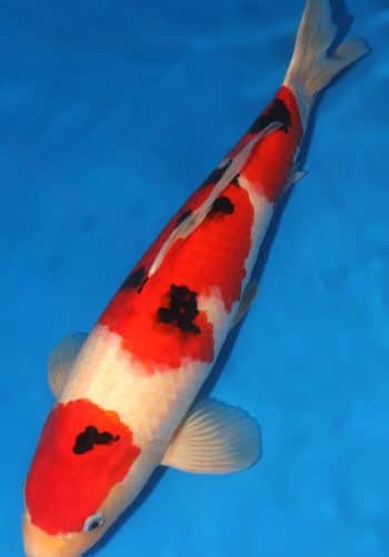 Taisho Sanke Koi Fish For Sale