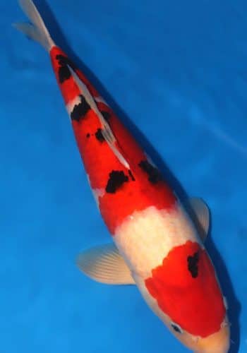 Alternative view of Taisho Sanke Koi Fish For Sale
