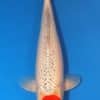 Tancho Goshiki Koi For Sale Online