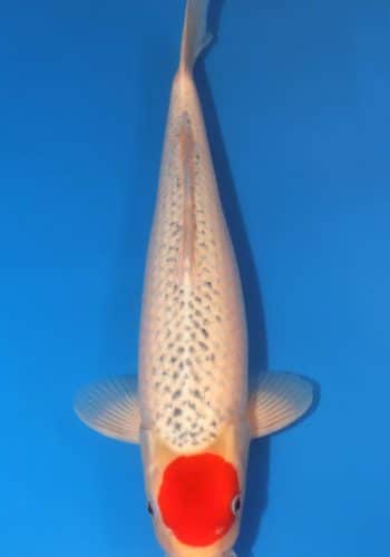 Tancho Goshiki Koi For Sale Online