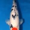 Tancho Sanke Koi Fish For Sale Online