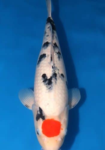 Tancho Sanke Koi Fish For Sale Online