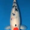 Tancho Sanke Koi For Sale