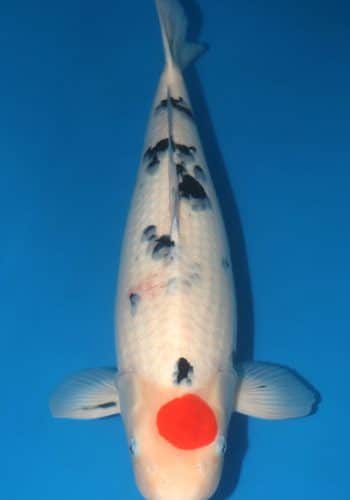 Tancho Sanke Koi For Sale