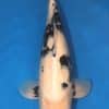 Tancho Showa Koi For Sale Online