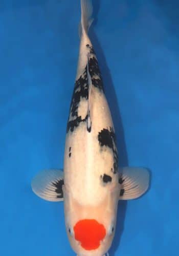 Tancho Showa Koi For Sale Online