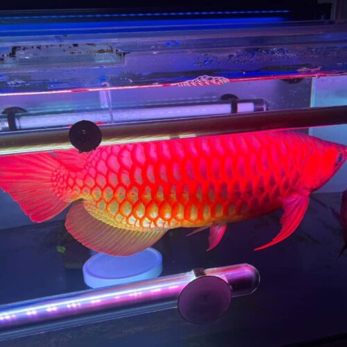 Super Red Arowana Price