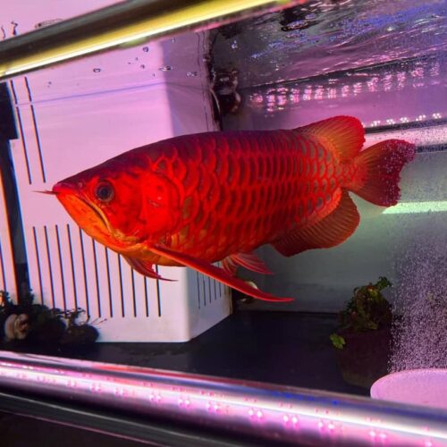 super red arowana price,
