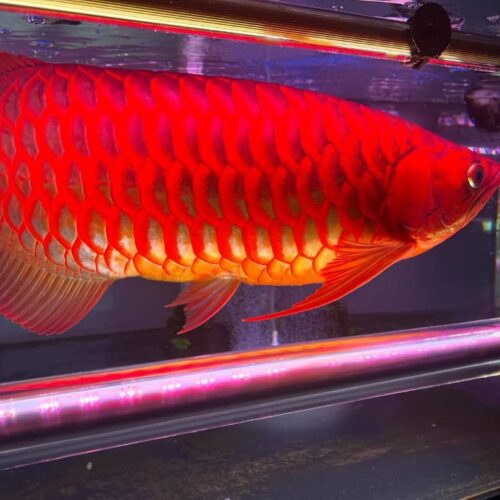 super red arowana,