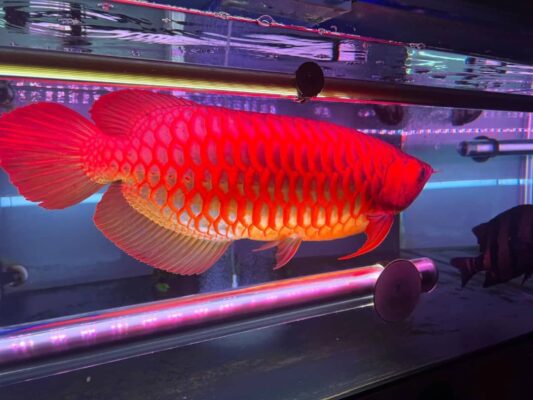 super red arowana for sale,