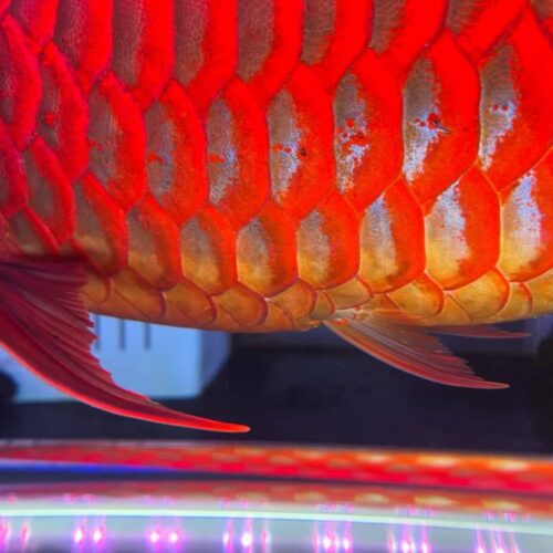 red arowana price,