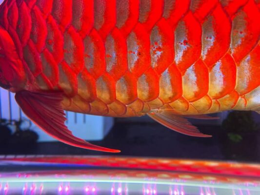 red arowana price,