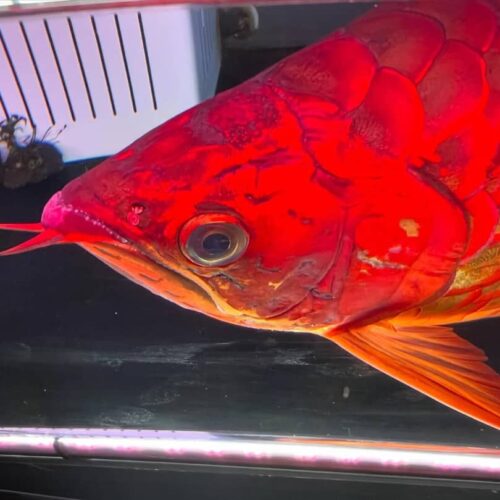 arowana red price,