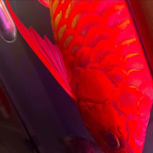 super red asian arowana,