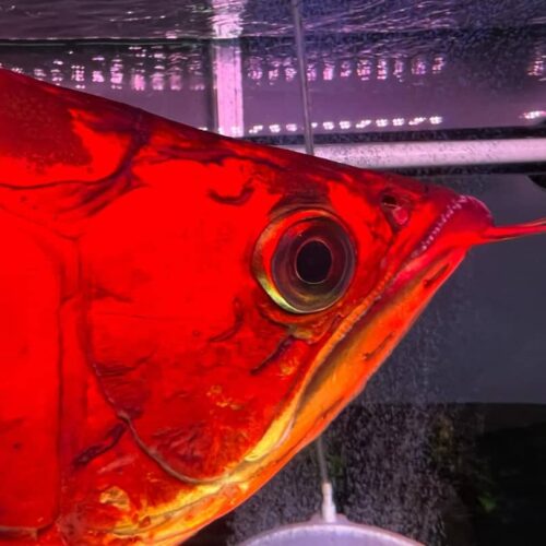 coral island red king arowana,