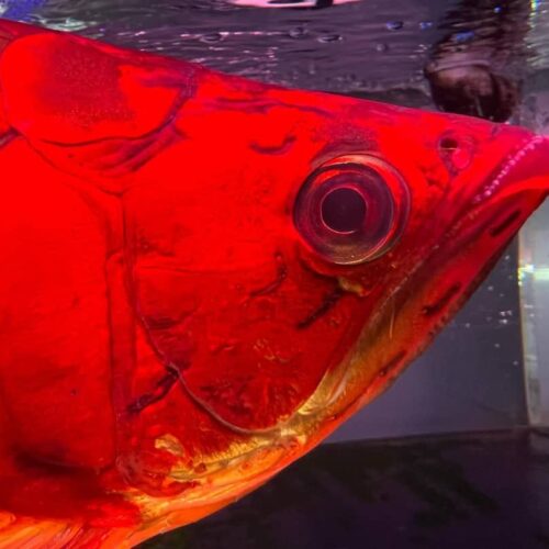 red arowana fish