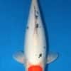 White Doitsu Koi For Sale Online