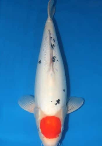 White Doitsu Koi For Sale Online